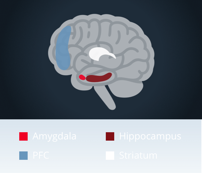 Brain icon showing various brain regions