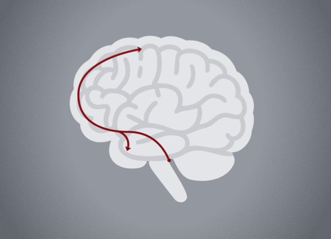 Brain icon showing norepinephrine pathway